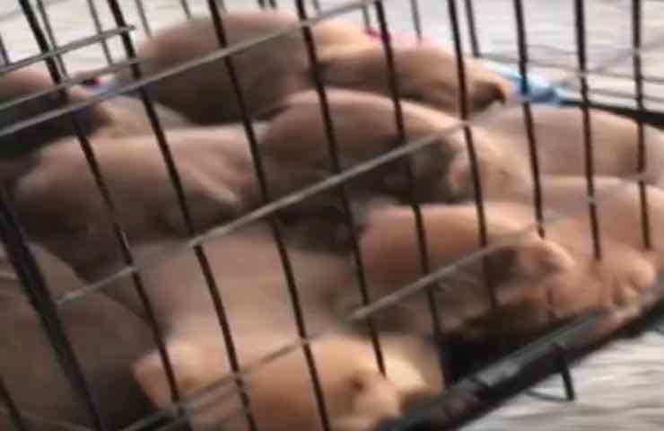Cucciolata cani