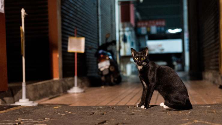 come far tornare il gatto a casa di notte