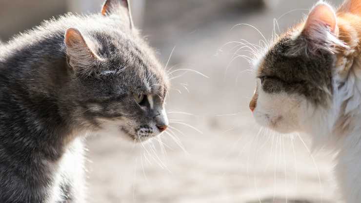 come fermare aggressività territoriale gatto