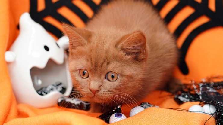 come proteggere il gatto ad halloween