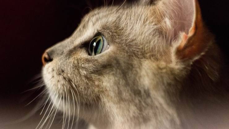 come vede gatto