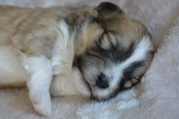 Cucciolo ha preso sonno