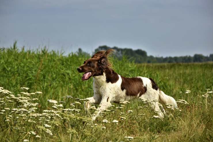Il comportamento del cane