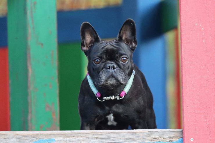 Cagnolini che si spaventano subito