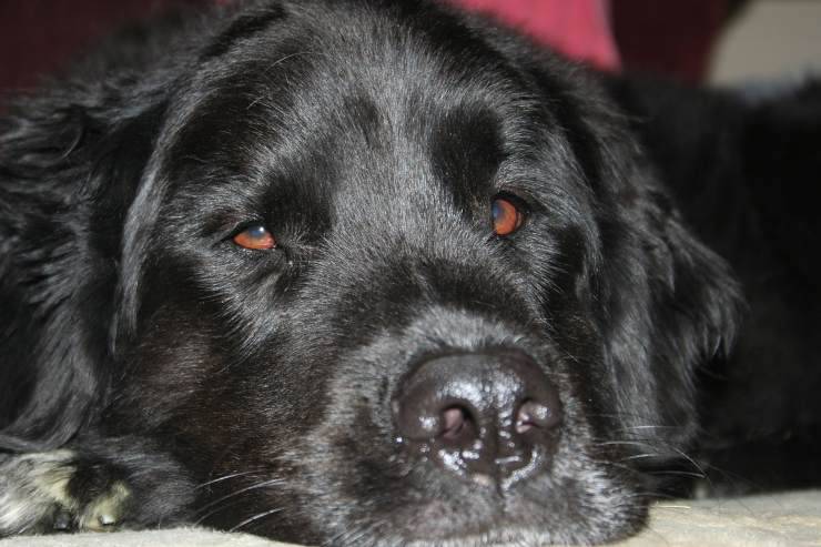 scopre quattro mesi cane sbagliato