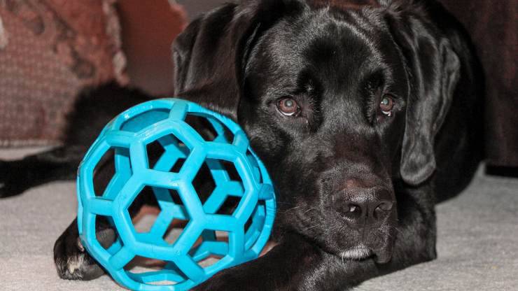 toelettatore cane sbagliato