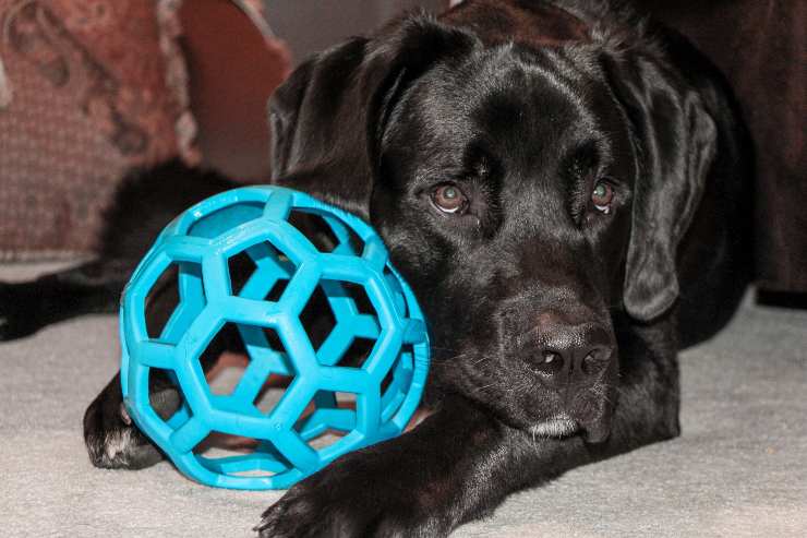 Peloso con il suo gioco