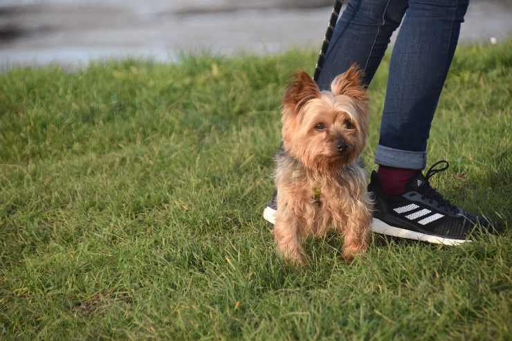 Cagnolino accanto al padrone