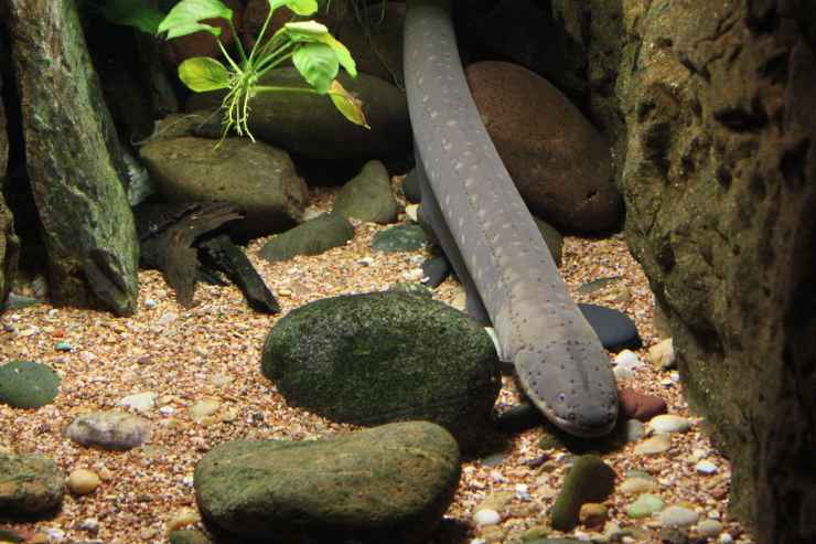 Pesce si sposta sott'acqua