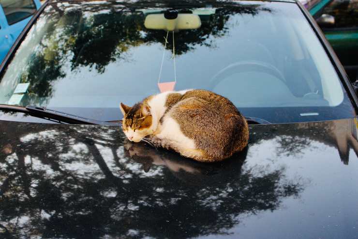Il gatto non vuole scendere dall'auto Il gatto non vuole scendere dall'auto