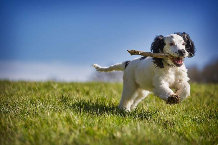 Razze di cani che amano giocare all'aperto