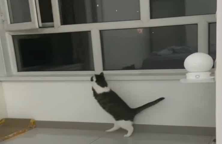 Giocattolo gatto