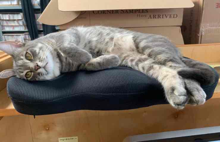 Kodachrome gatto