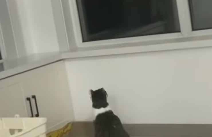 Finestra video