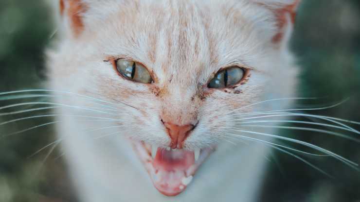 gatto aggressivo