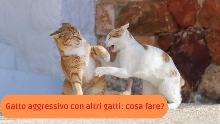 gatto aggressivo con altri gatto