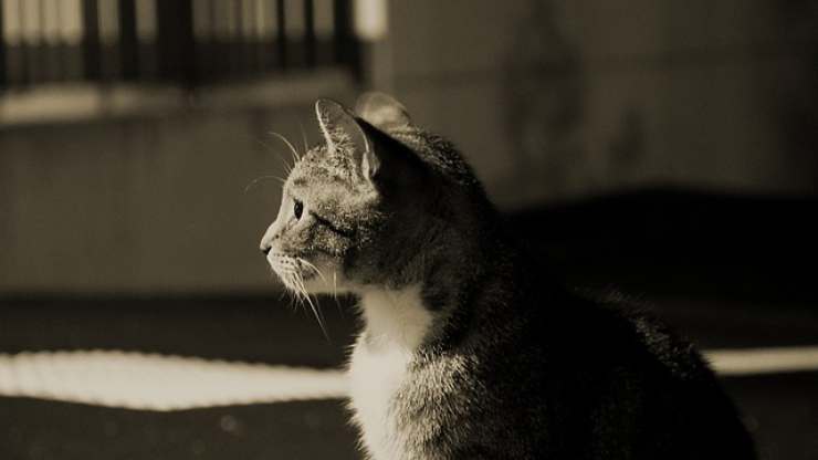 gatto al buio