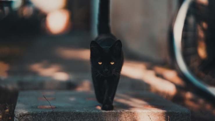gatto all'aperto