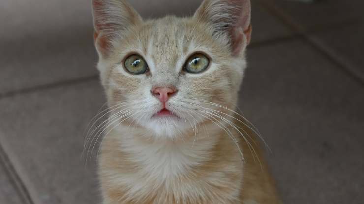 gatto attento