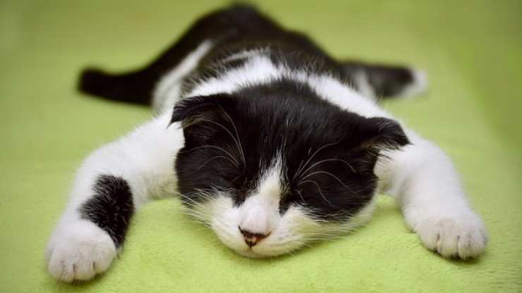 gatto dorme