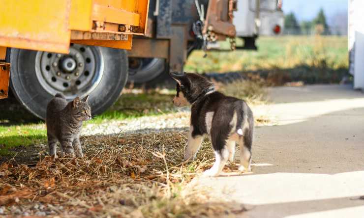 gatto e cane