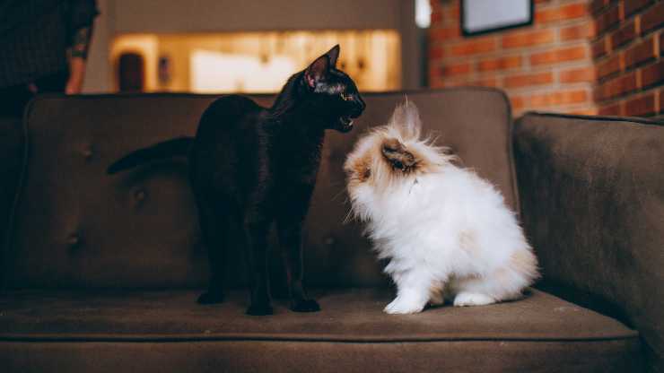 gatto e coniglio