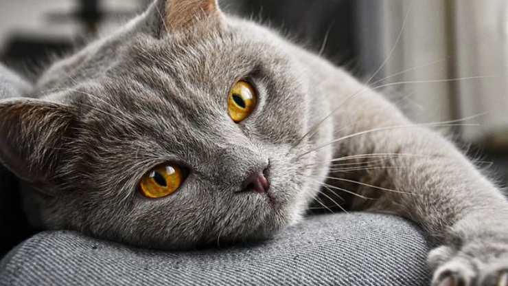 gatto è davvero pigro