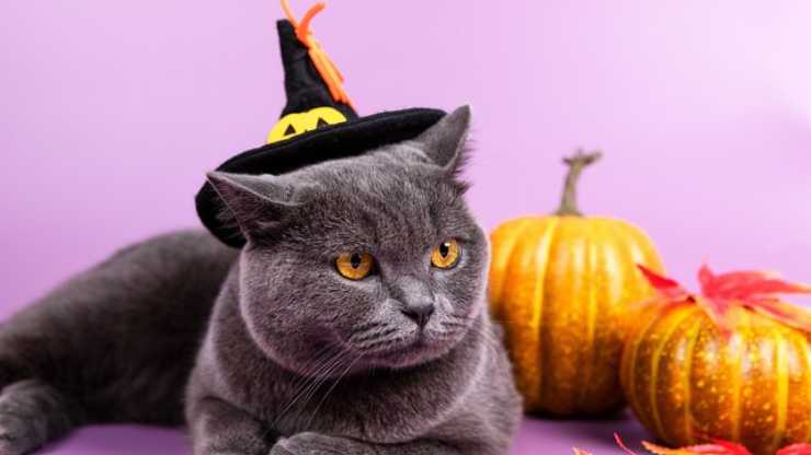 gatto halloween
