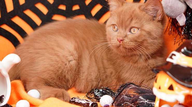 gatto halloween