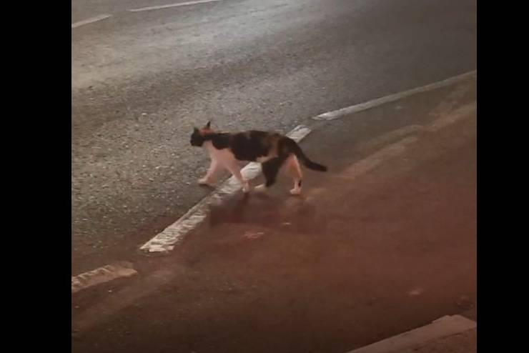 gatto impazzito negozio