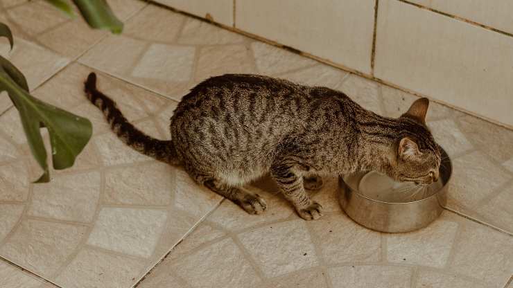 gatto mangia