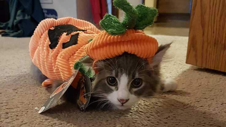 gatto zucca