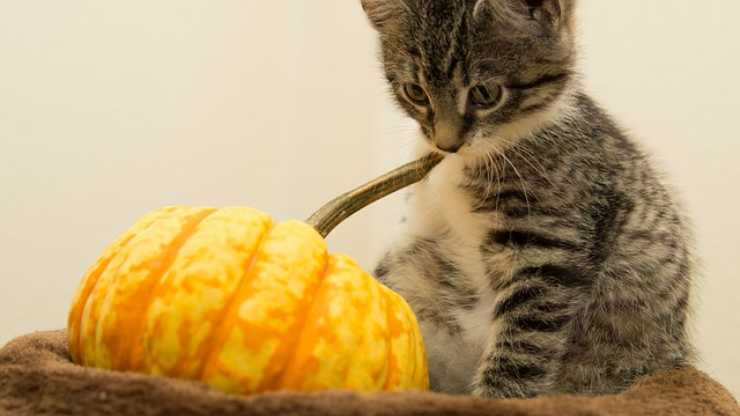 gatto zucca