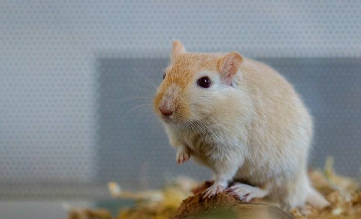 gerbillo