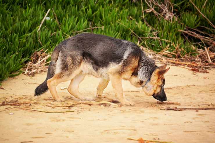 Il cane esplora la zona