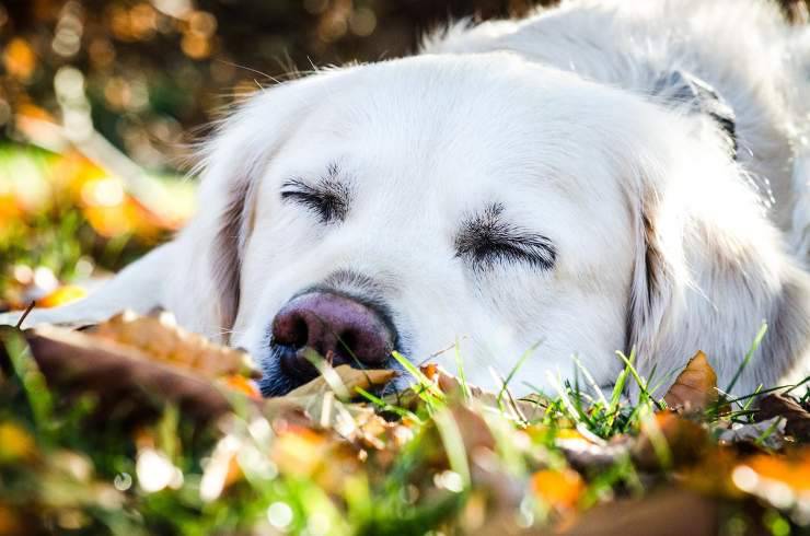 cane stanco