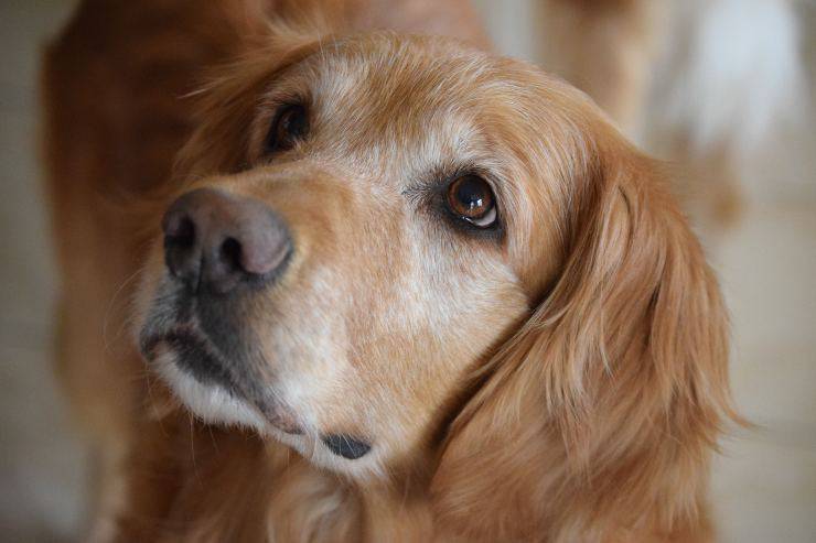 Il cane è spaventato
