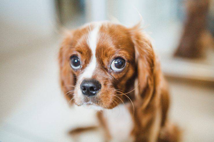 Il cane guarda sempre in alto