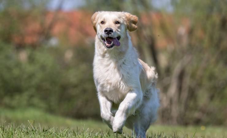 labrador