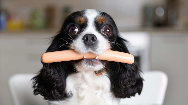 listeriosi nel cane