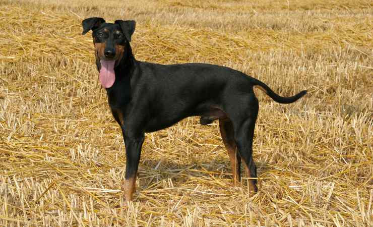 manchester terrier