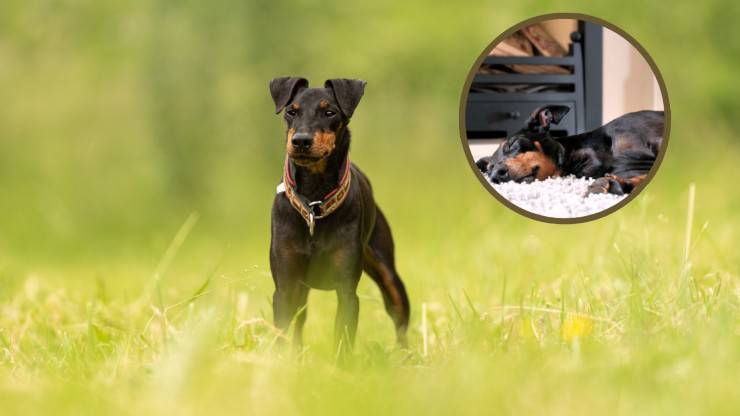 manchester terrier