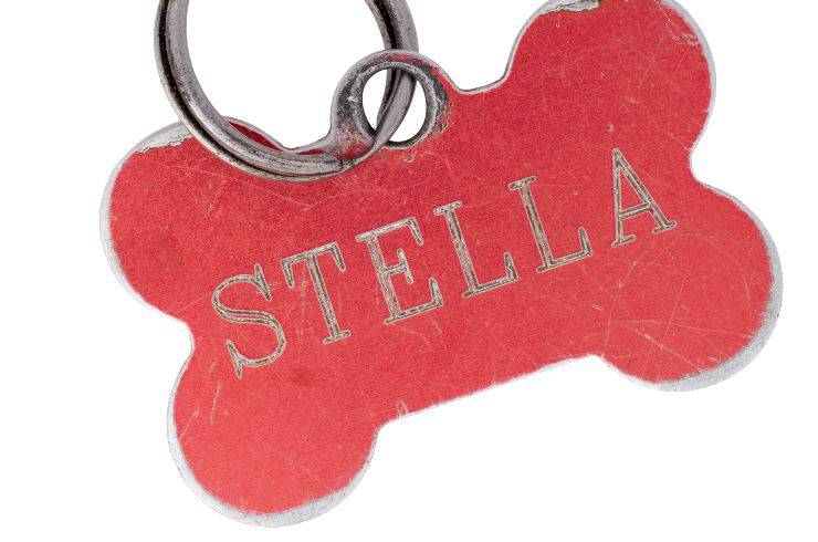 medaglietta per cani