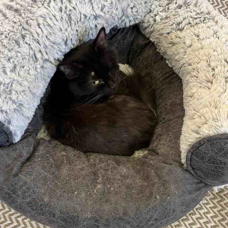 pearl gatto sacchetto