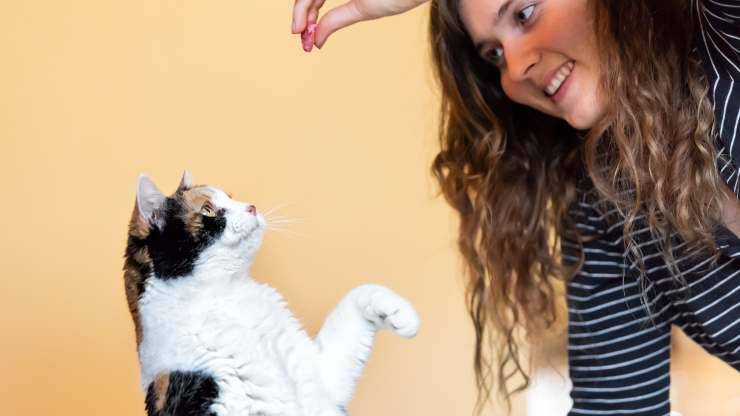 perché dovresti addestrare il gatto