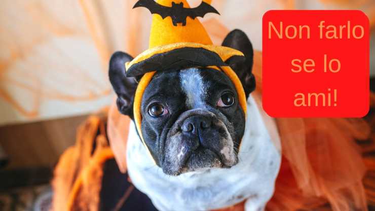 perché non vestire cani ad halloween