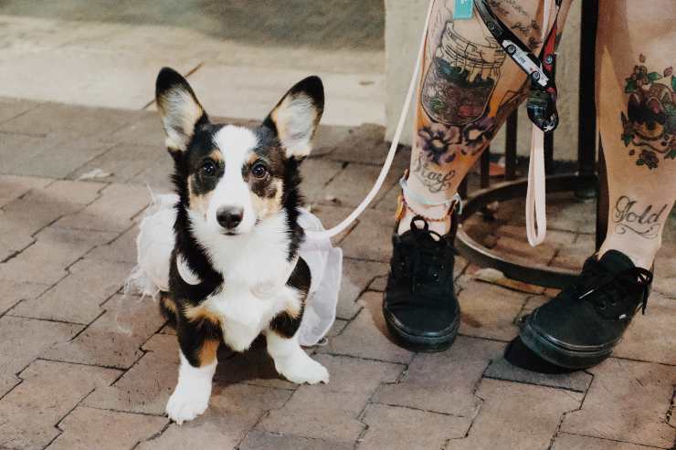 Il comportamento di fido