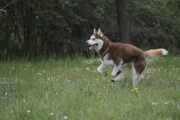 Bau corre nella natura