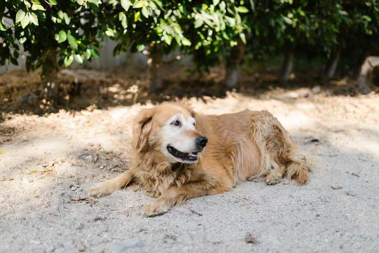 Cani che non si innervosiscono mai
