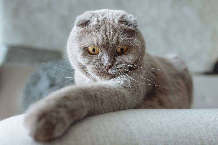 Gatto fermo sul divano